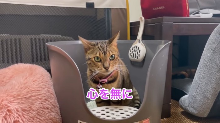 トイレ中のピンク色の首輪の猫