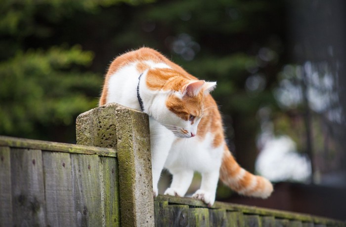 空手のポーズをする猫