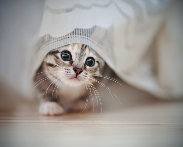 カーテンから顔を出している猫