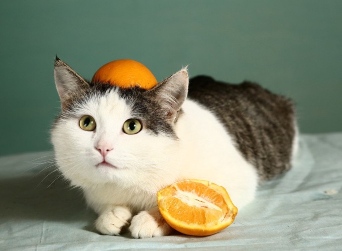 頭にオレンジ猫