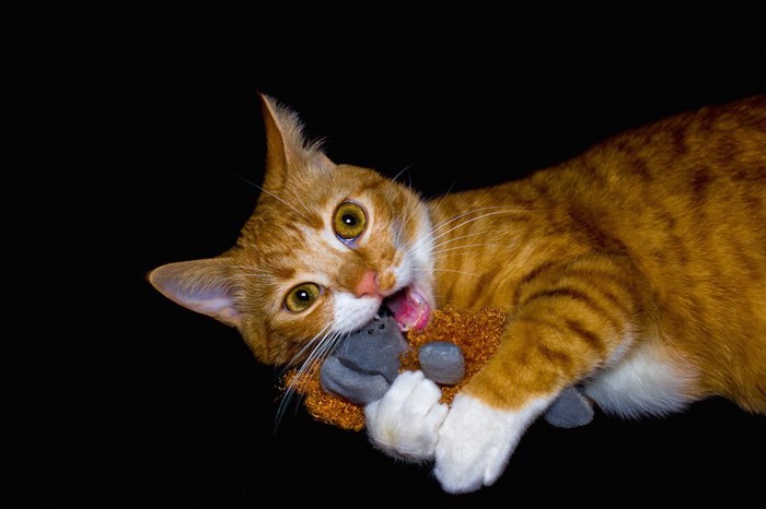 おもちゃを掴んで齧る猫
