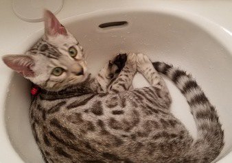 洗面台の中のベンガル猫