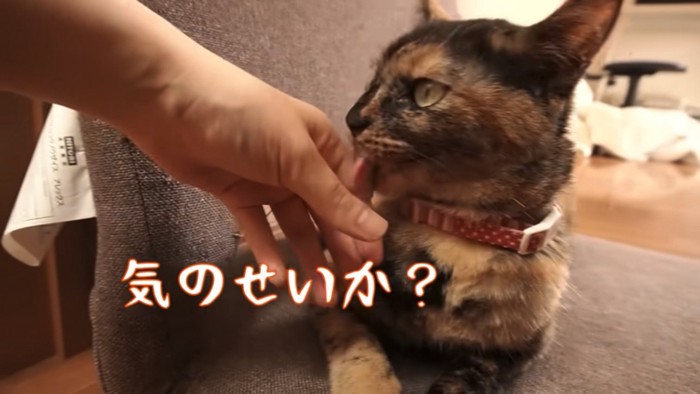 飼い主さんの指を舐める猫