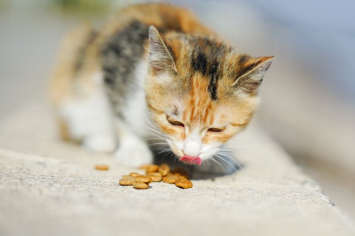 地面に置かれたフードを食べる猫