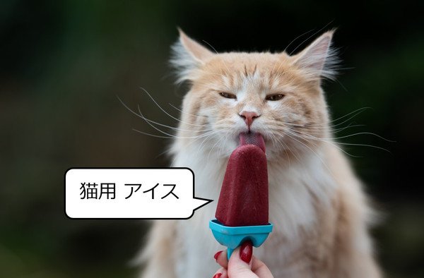 猫がアイスを欲しがるときの対処法