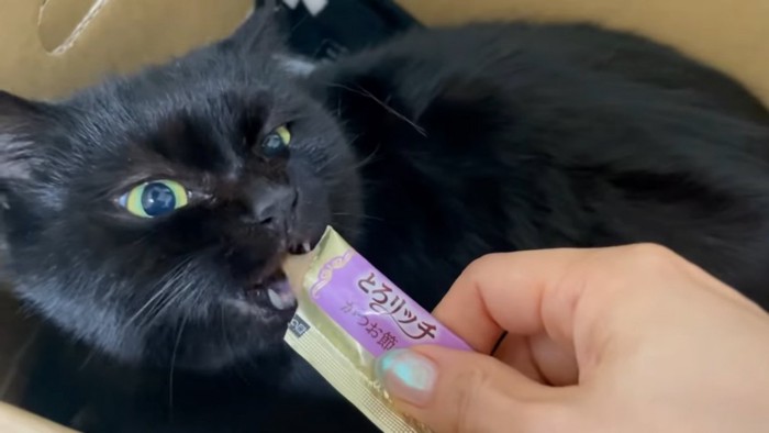 おやつを食べる黒猫