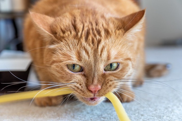 チューブを噛む猫