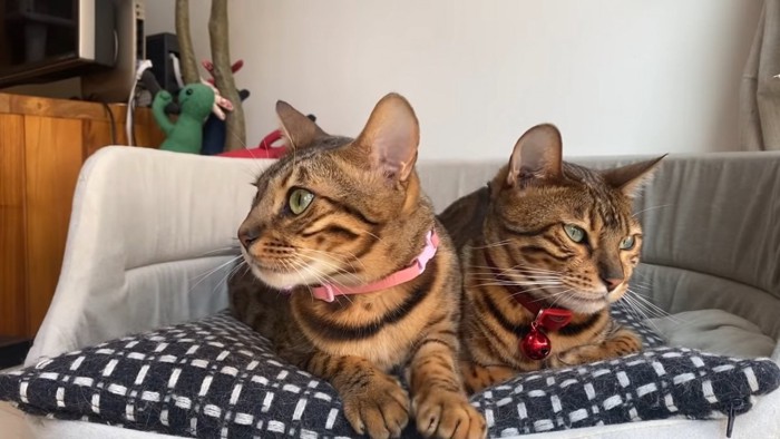 横を見る猫と前を見る猫