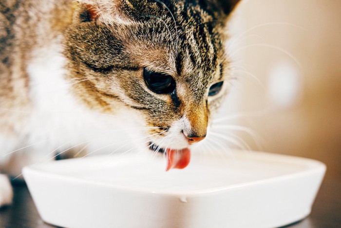 白いお皿に入った水を飲む猫