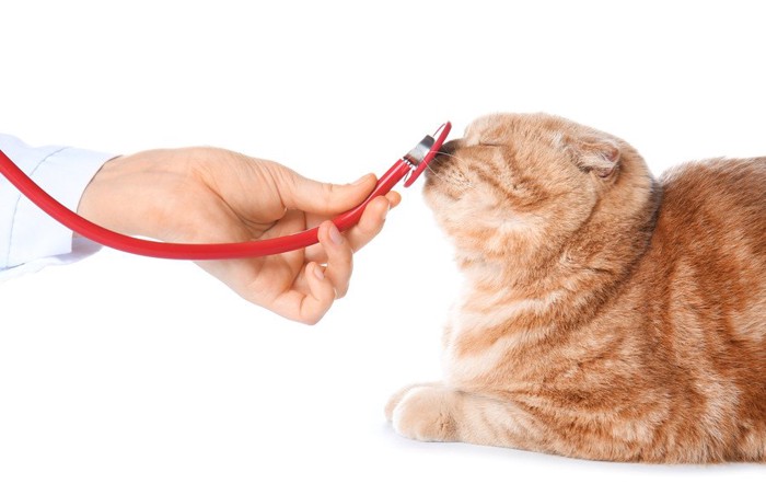 聴診器で遊ぶ猫