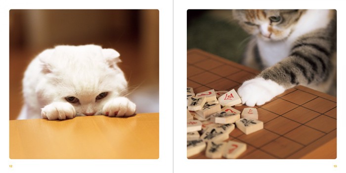 ねこのおてて写真集の将棋中の猫達