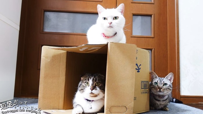 箱と3匹の猫
