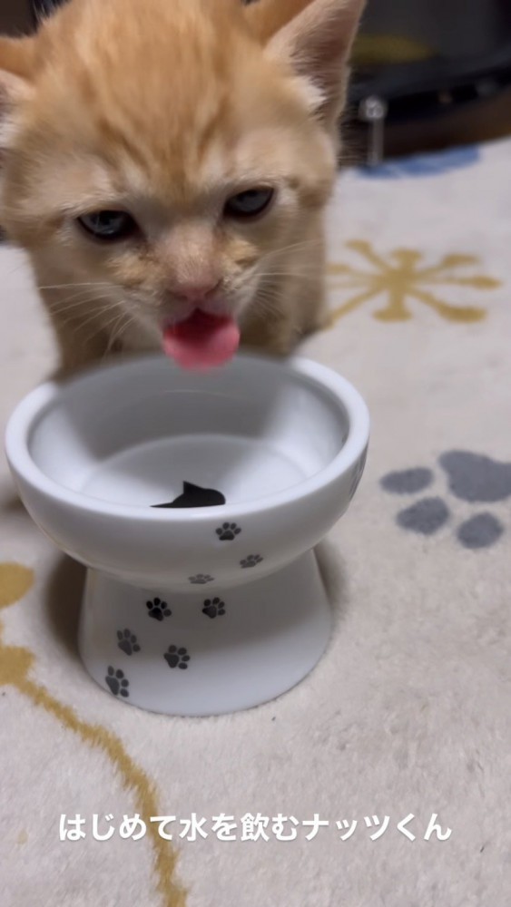 カメラ目線で舌を出す猫