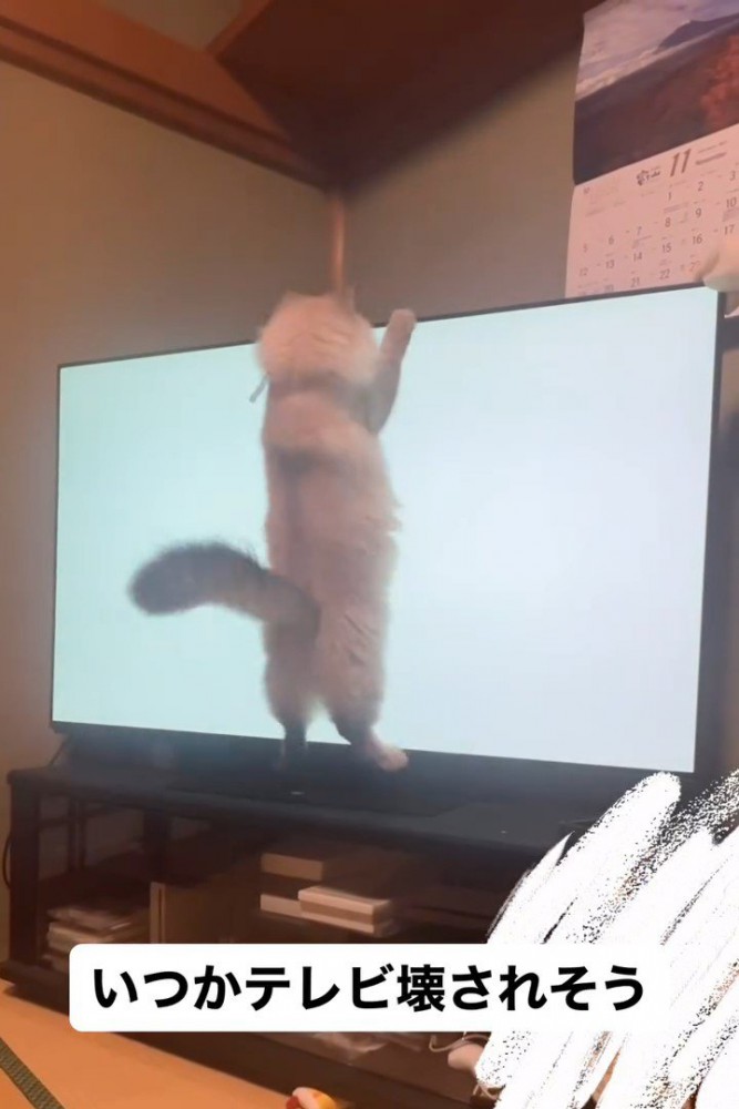 テレビに飛びつく猫
