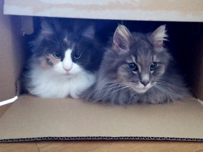 ダンボール箱に2匹の猫・三毛とブルー
