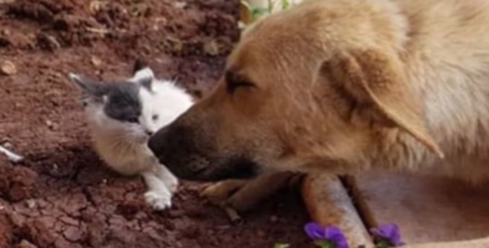 子猫と鼻を近づける犬