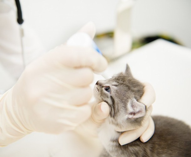 病院で目薬をさされている子猫