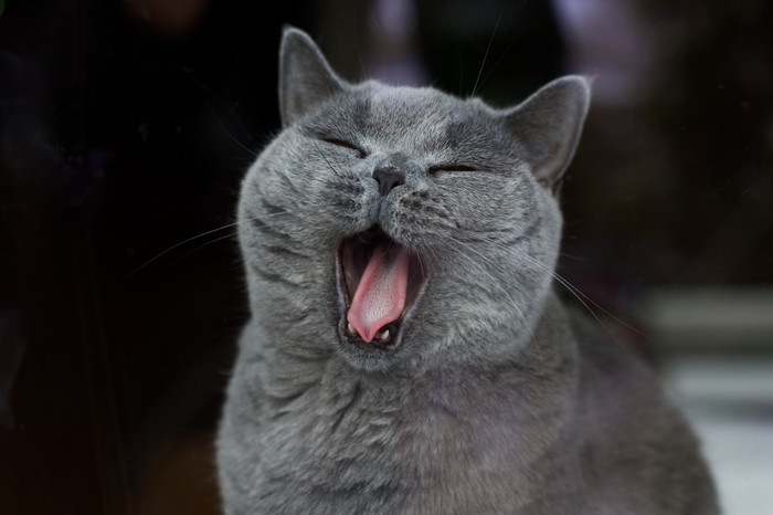 あくびをしてる猫
