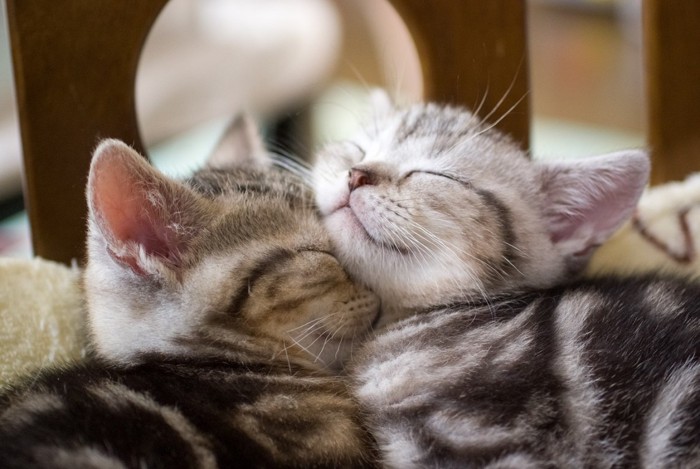 顔をくっつけて寝る子猫2匹