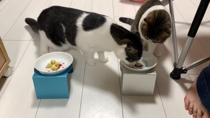 ひとつのお皿に顔を近づける2匹の猫