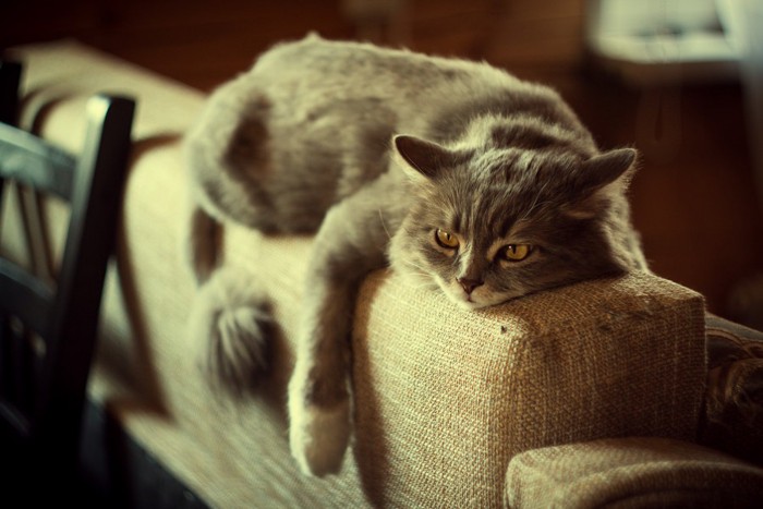 ソファで伸びている猫