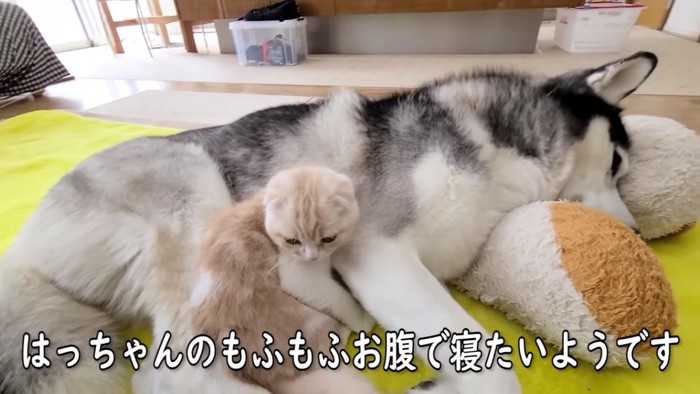 犬と寝たい子猫