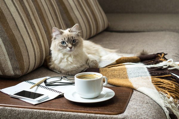 ソファに座る猫とノートとコップ