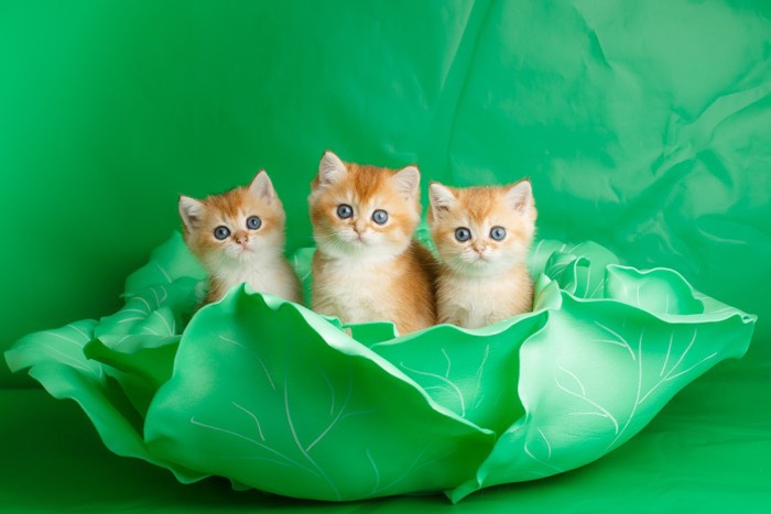 3匹の子猫とキャベツのオブジェ