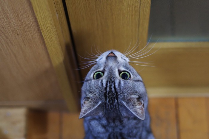 扉を見つめる猫