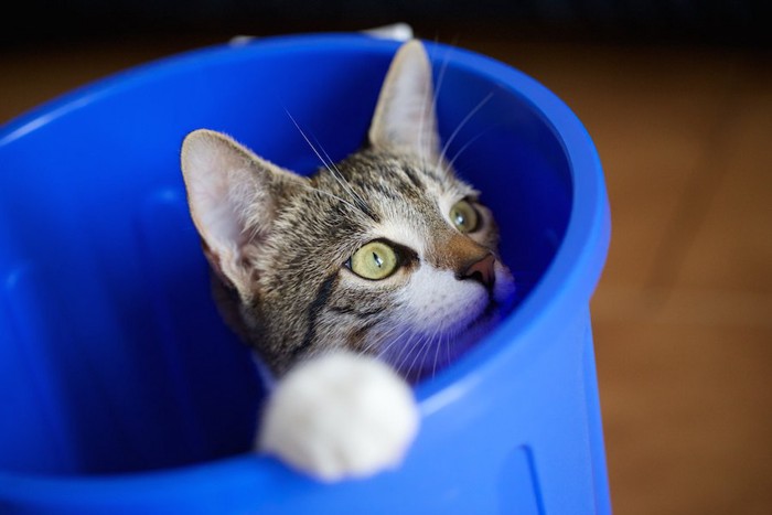 青いゴミ箱の中に入る猫