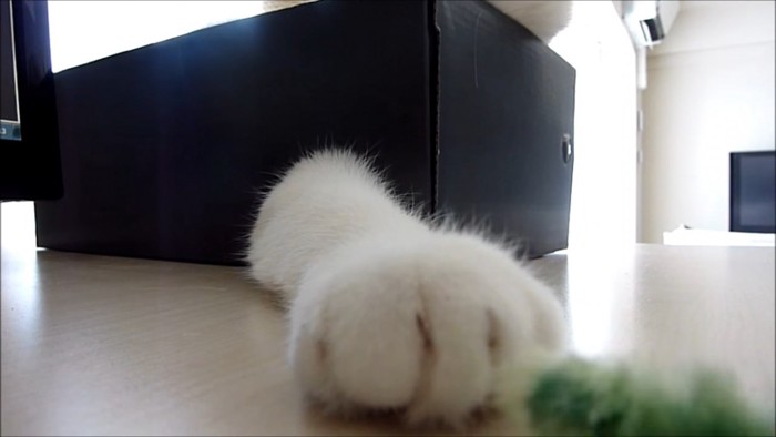 箱から出てる猫の前足
