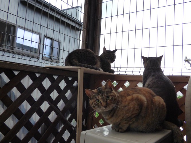 見晴台に集まる猫たち