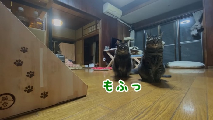 同じ姿勢で座る2匹の猫