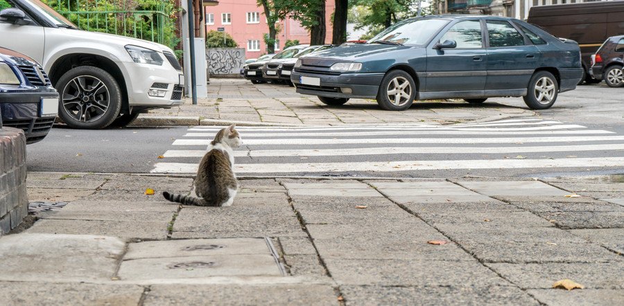 横断歩道で止まる猫