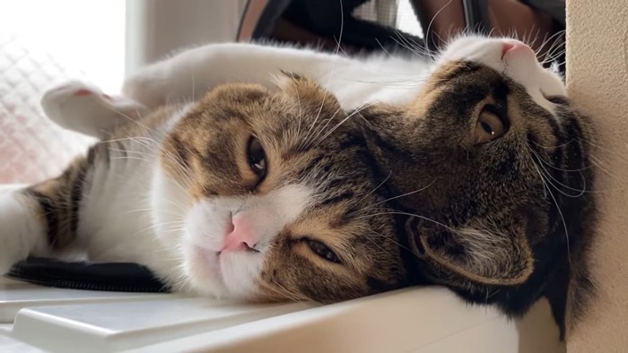 寝転がる2匹の猫の顔