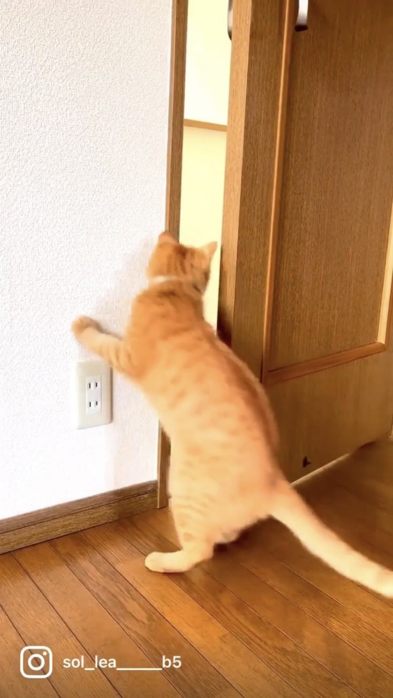 壁に手をつく猫