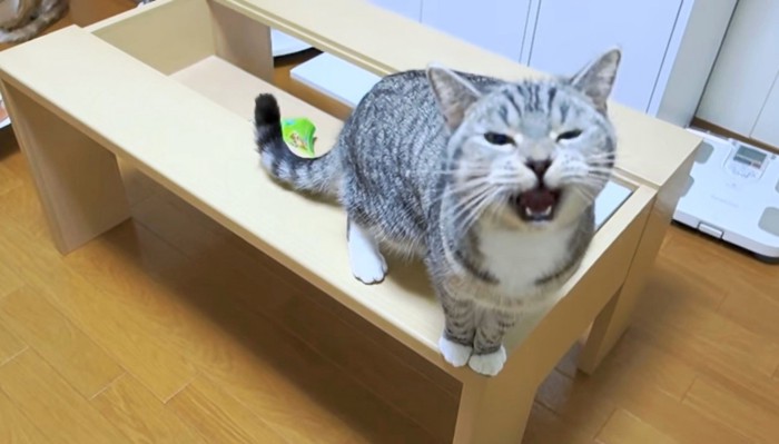 飼い主さんに甘えたいことを伝えるすしちゃん