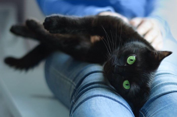 飼い主の足の上で寝転ぶ黒猫