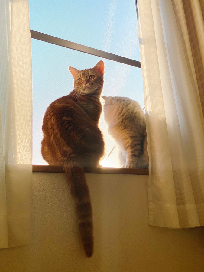 窓際で暖を取る猫