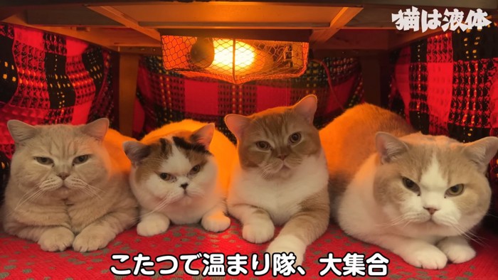 並ぶ4匹の猫