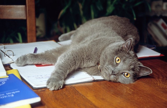 ノートの上に寝転んで邪魔をする猫