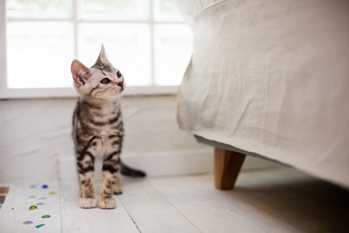 ベッドと子猫の写真