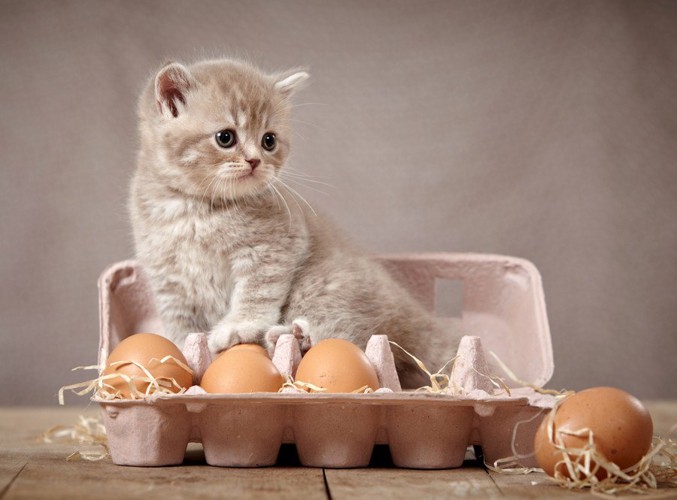 卵と子猫