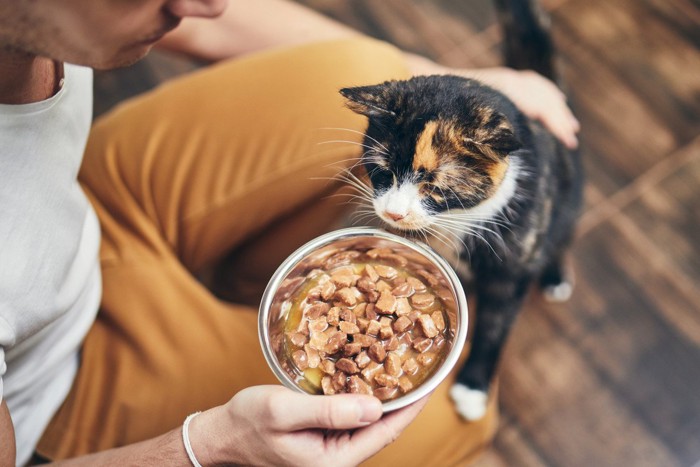 餌を与えられる猫