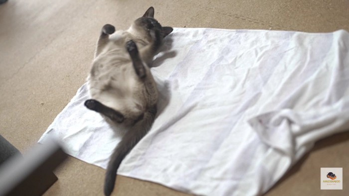 タオル上で転がるシャム猫