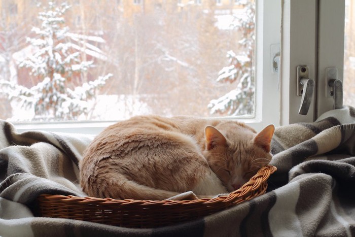 窓辺に置かれた猫用ベッドで眠る猫