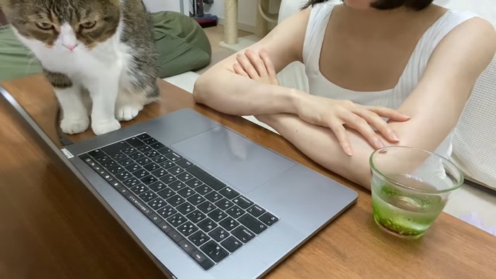 パソコンの隣に座る猫