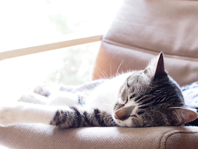 ソファーで昼寝をする猫