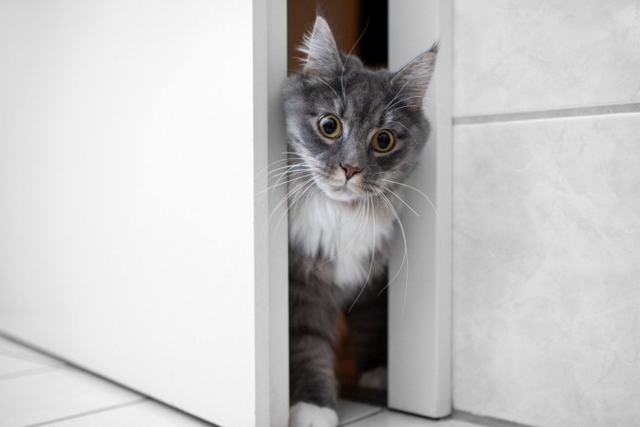 バスルームについてくる猫