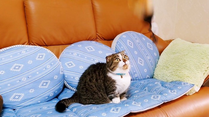 ソファーでお座りしている猫